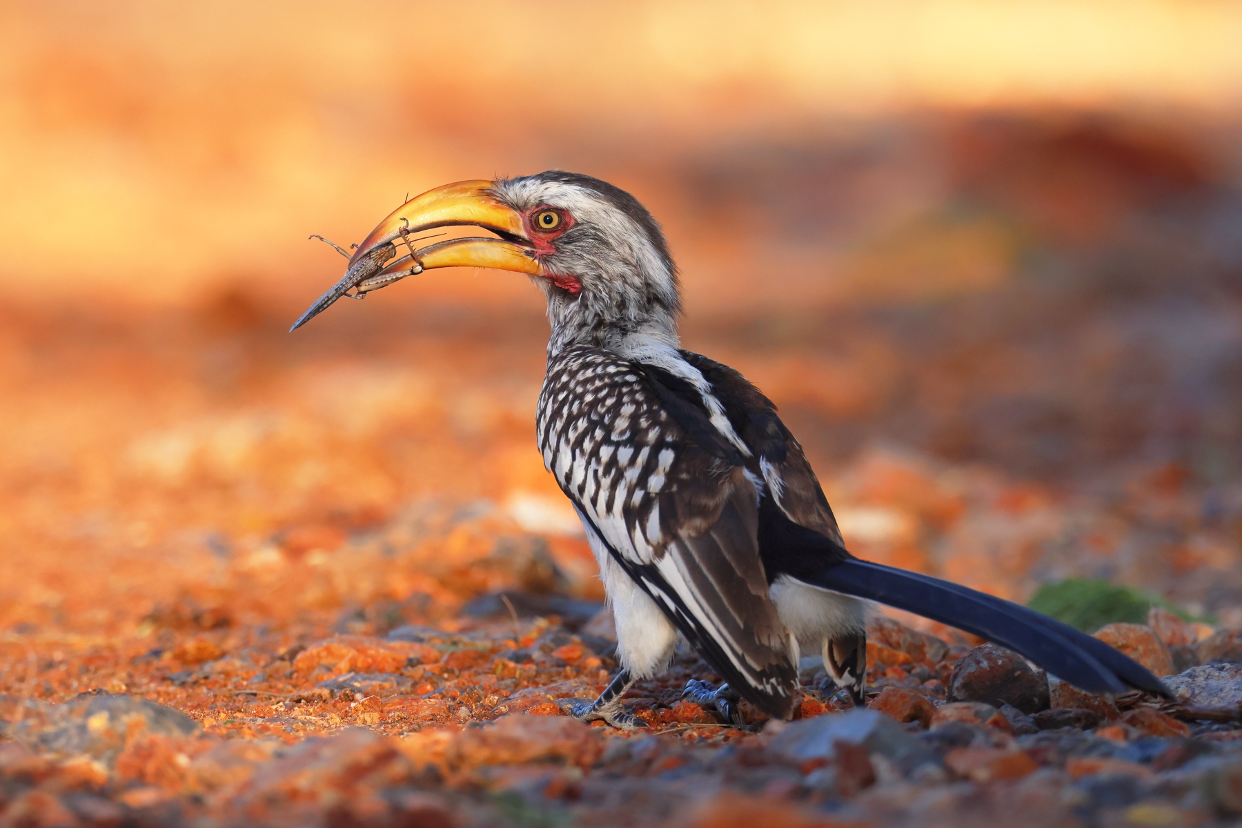 Eldorado Lodge and Camping - Southern yellow-billed hornbill (Tockus leucomelas)