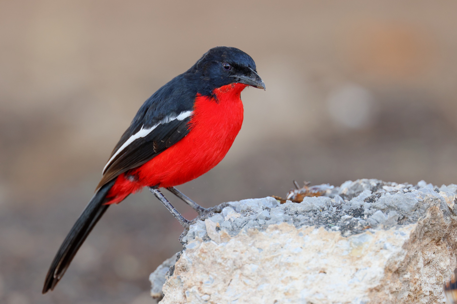 Eldorado Lodge and Camping - Crimson-breasted shrike (Laniarius atrococcineus)