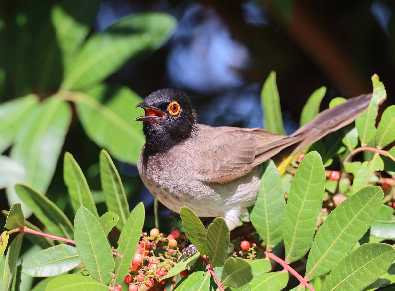 Eldorado Lodge and Camping - African red-eyed bulbul (Pycnonotus nigricans)