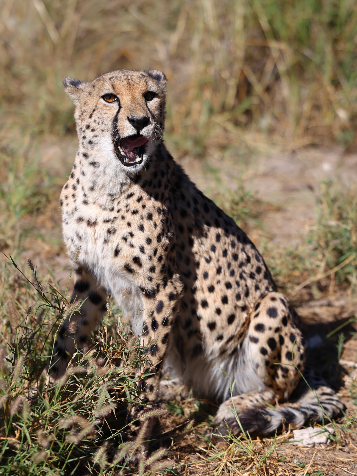 Eldorado Animal Sanctuary - Southeast African cheetah (Acinonyx jubatus jubatus)