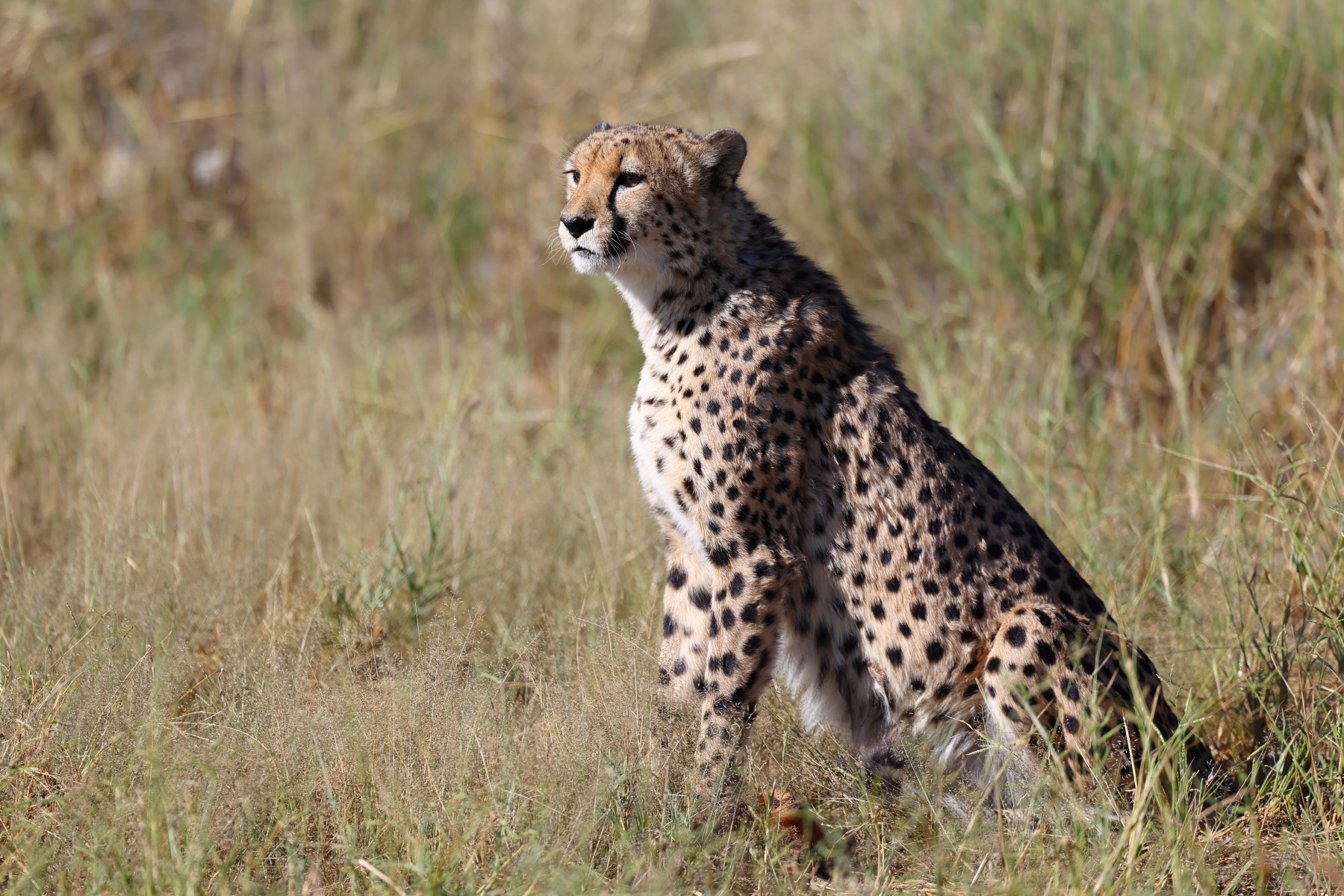 Eldorado Animal Sanctuary - Southeast African cheetah (Acinonyx jubatus jubatus)