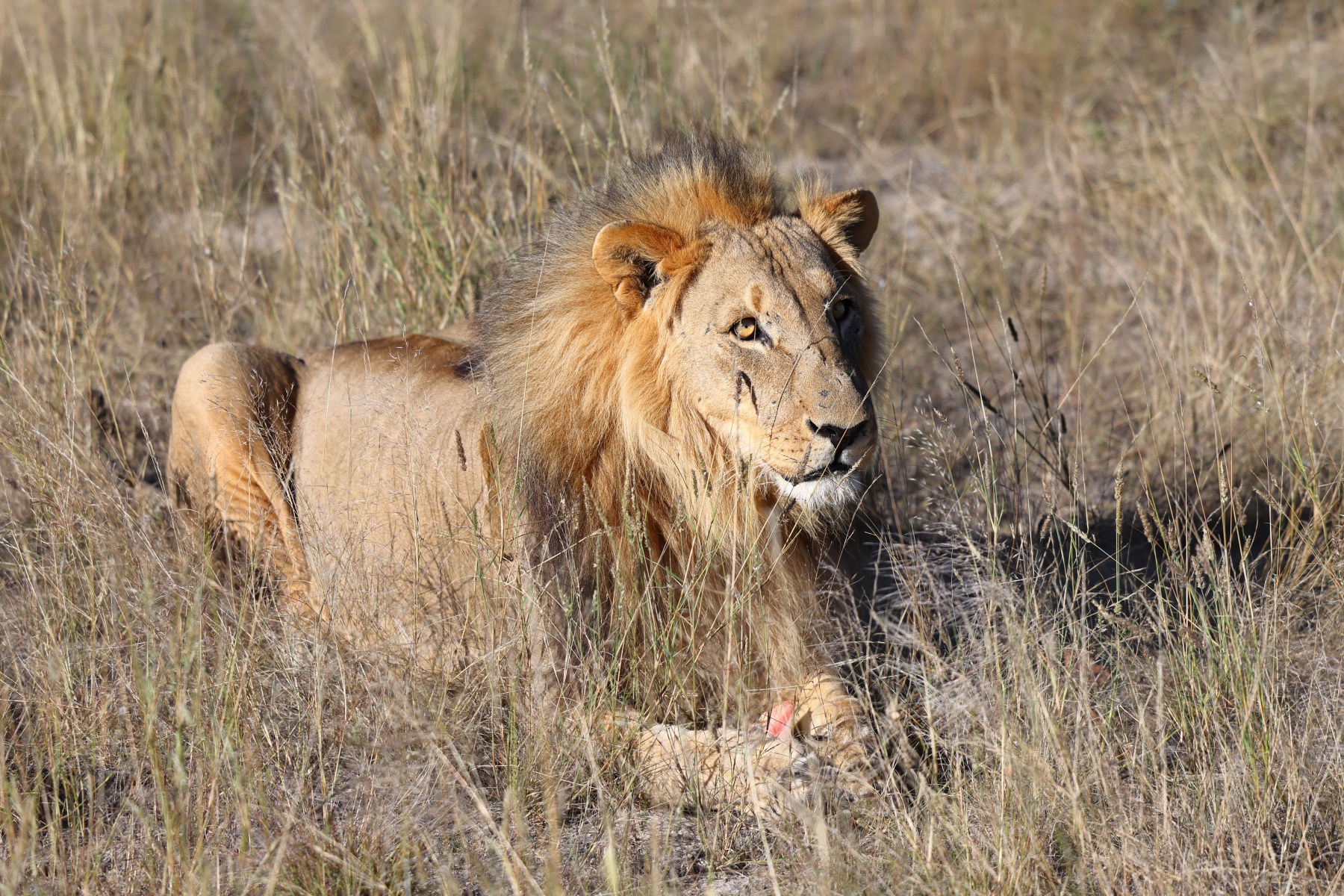 Eldorado Animal Sanctuary - Lion (Panthera leo)