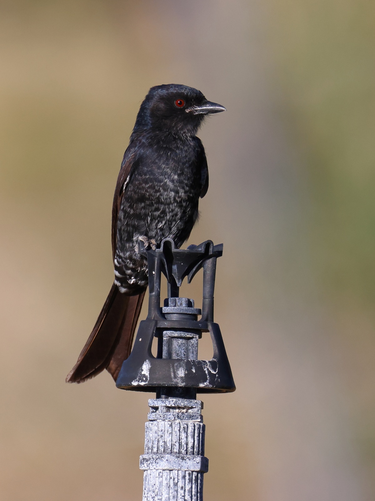 Eldorado Lodge and Camping - Fork-tailed drongo (Dicrurus adsimilis)