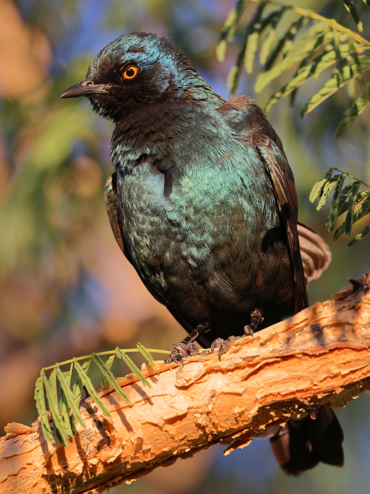 Eldorado Lodge and Camping - Cape starling (Lamprotornis nitens)