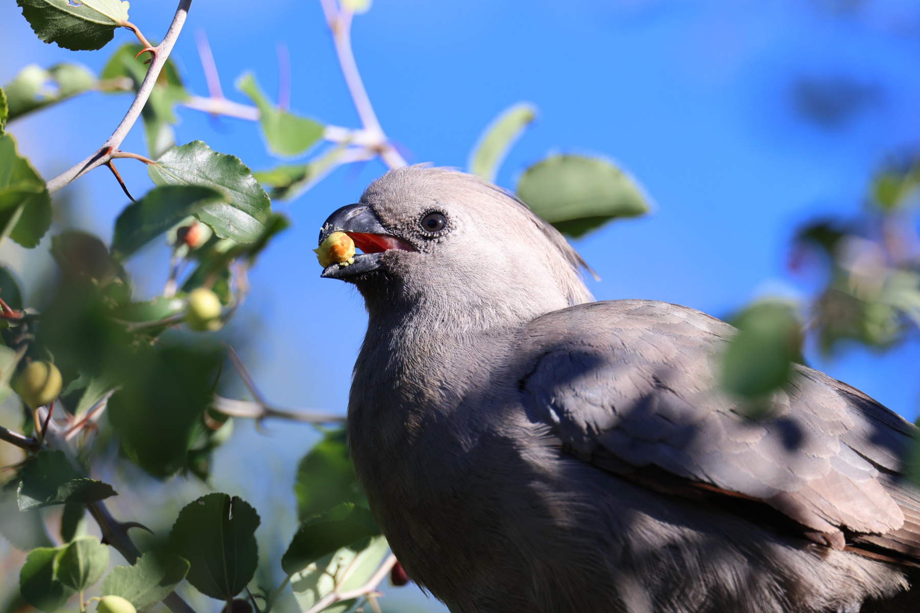 Eldorado Lodge and Camping - Grey go-away-bird (Crinifer concolor)