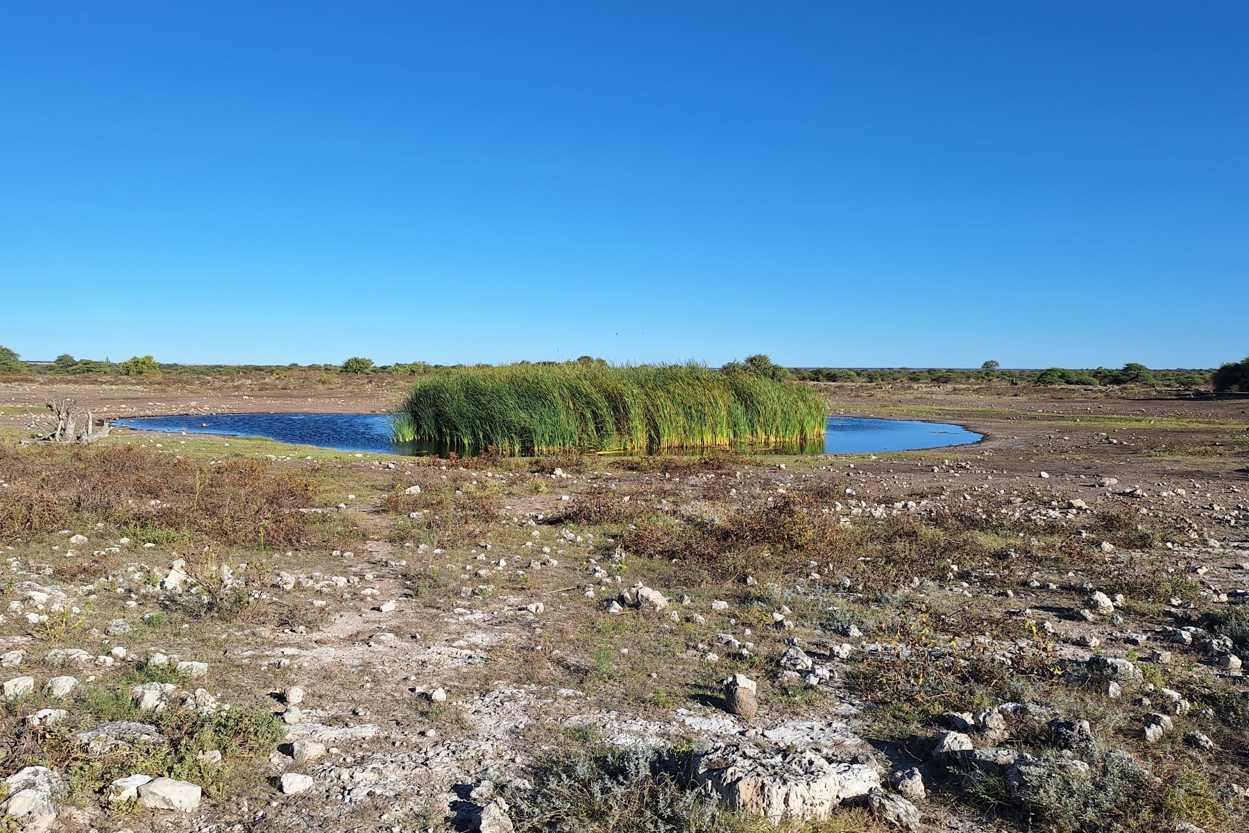 Etosha - Klein Okevi Waterhole