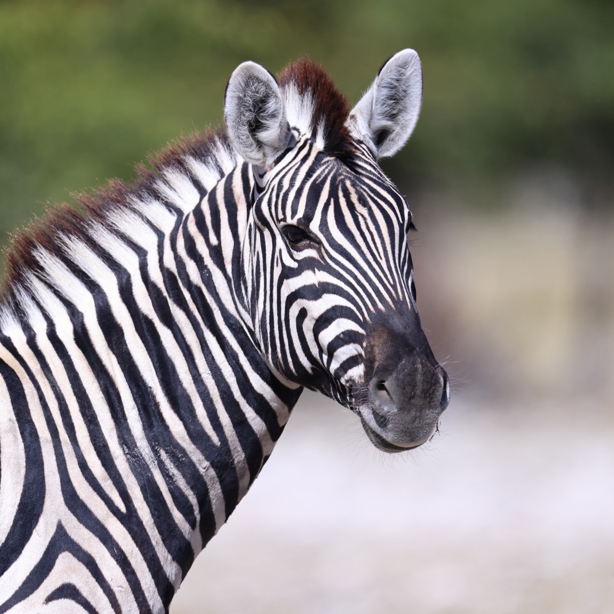 Etosha - Burchell's zebra (Equus quagga burchellii)