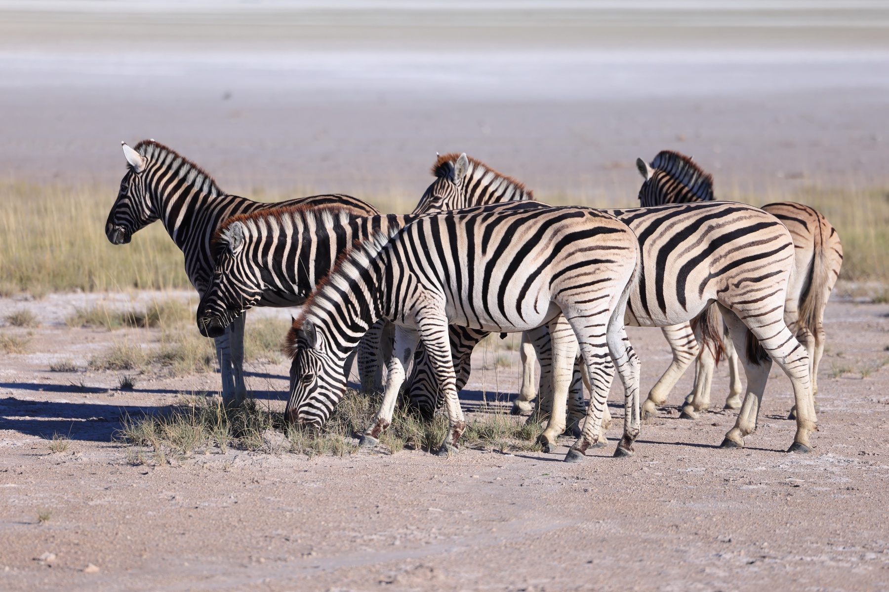 Etosha - Burchell's zebra (Equus quagga burchellii)