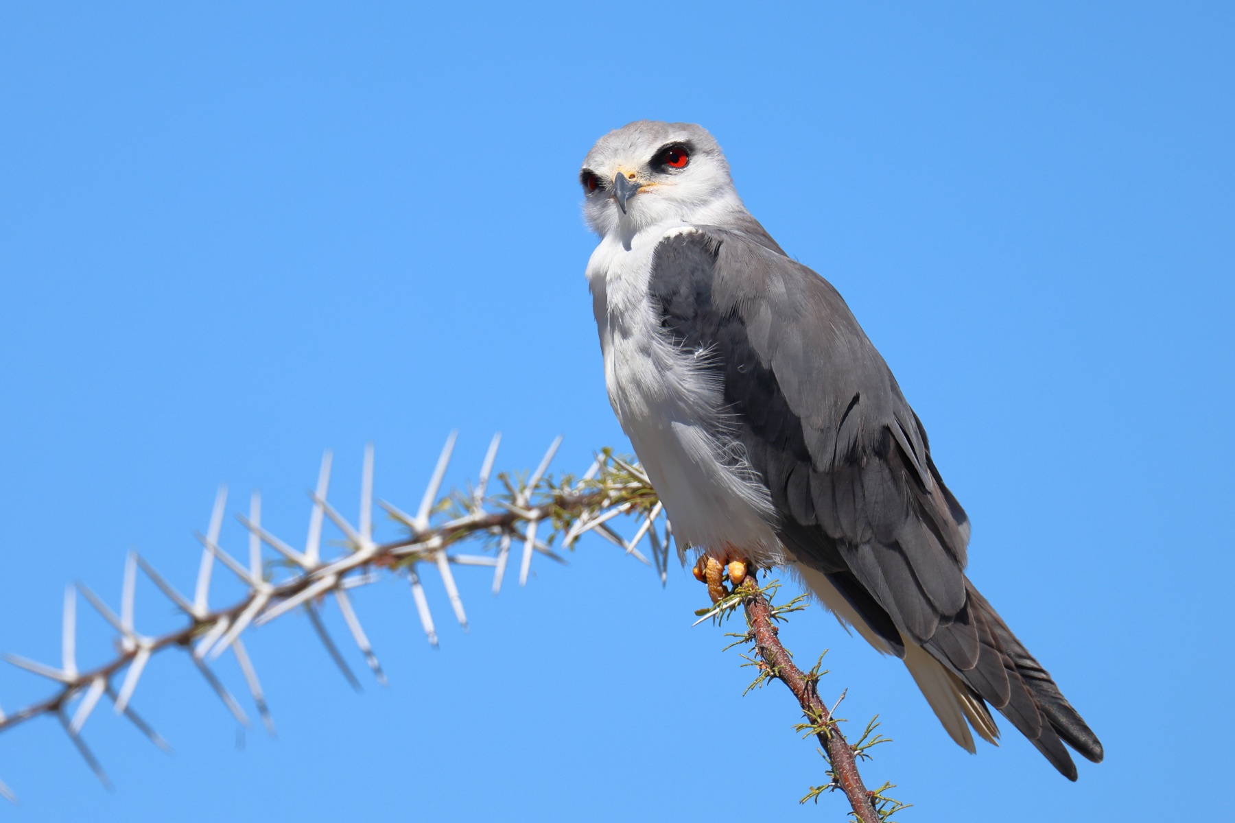 Etosha - Black-winged kite (Elanus caeruleus)