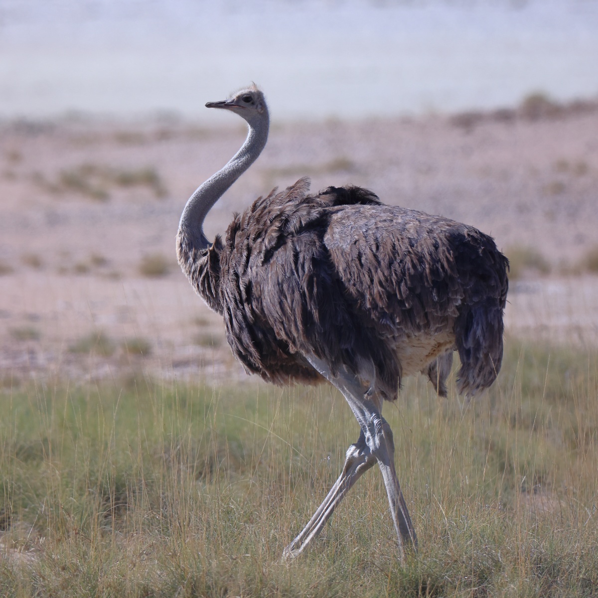 Etosha - South African ostrich (Struthio camelus australis)