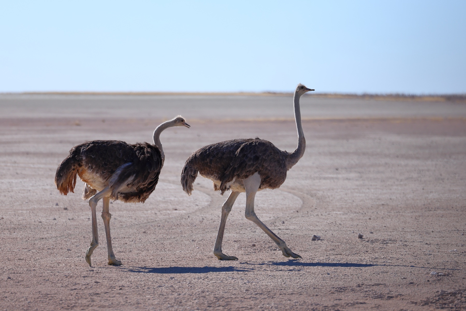 Etosha - South African ostrich (Struthio camelus australis)