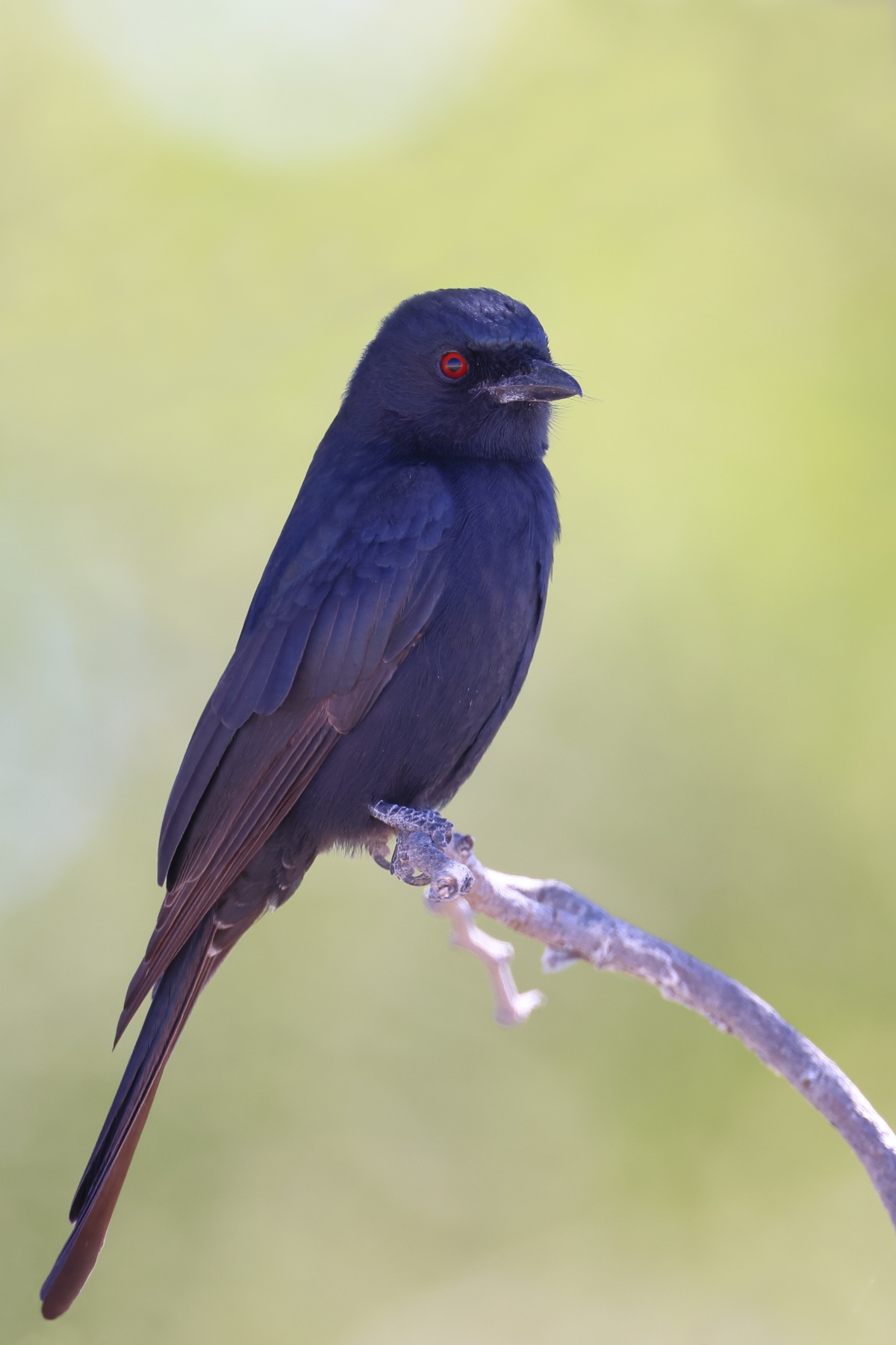 Etosha - Fork-tailed drongo (Dicrurus adsimilis)