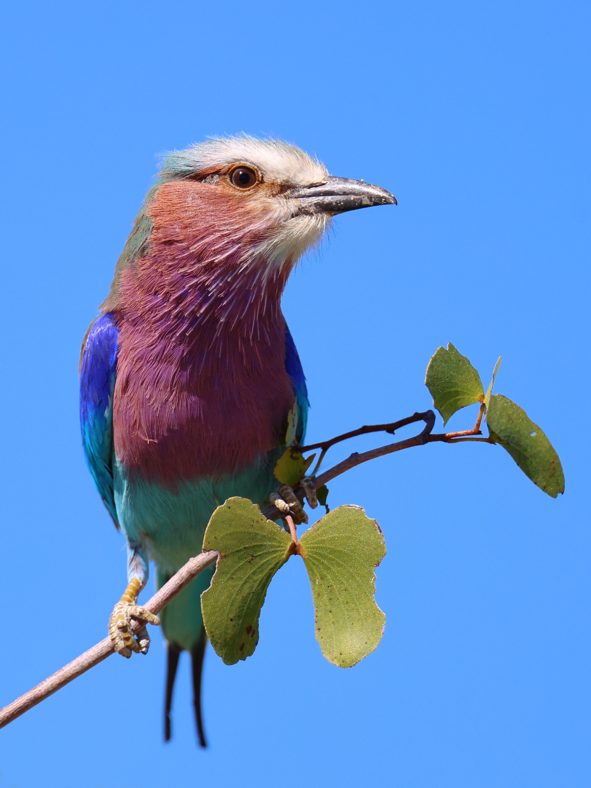 Etosha - Lilac-breasted roller (Coracias caudatus)