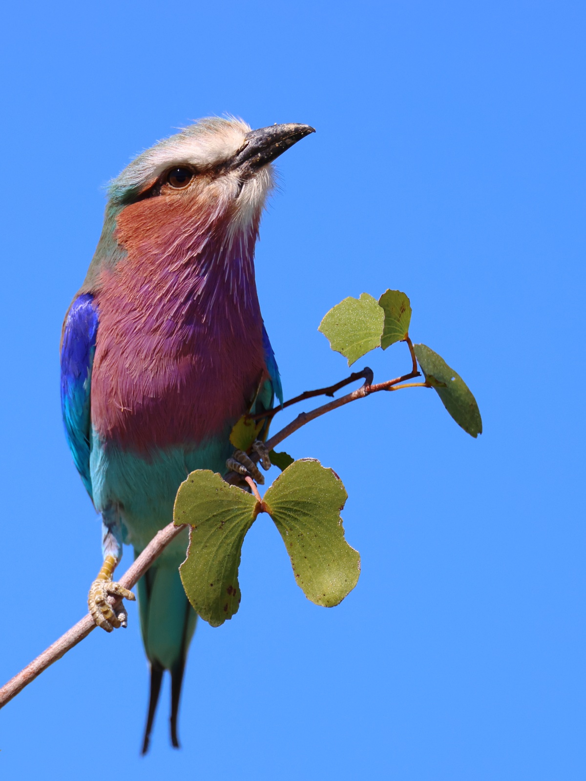 Etosha - Lilac-breasted roller (Coracias caudatus)