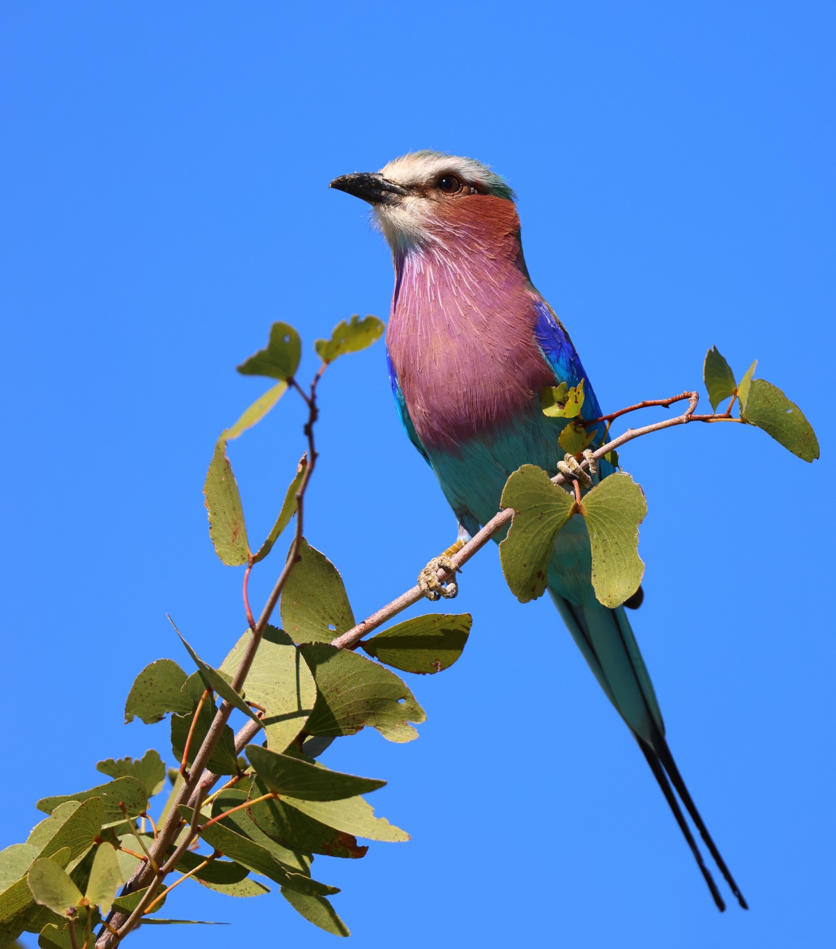 Etosha - Lilac-breasted roller (Coracias caudatus)