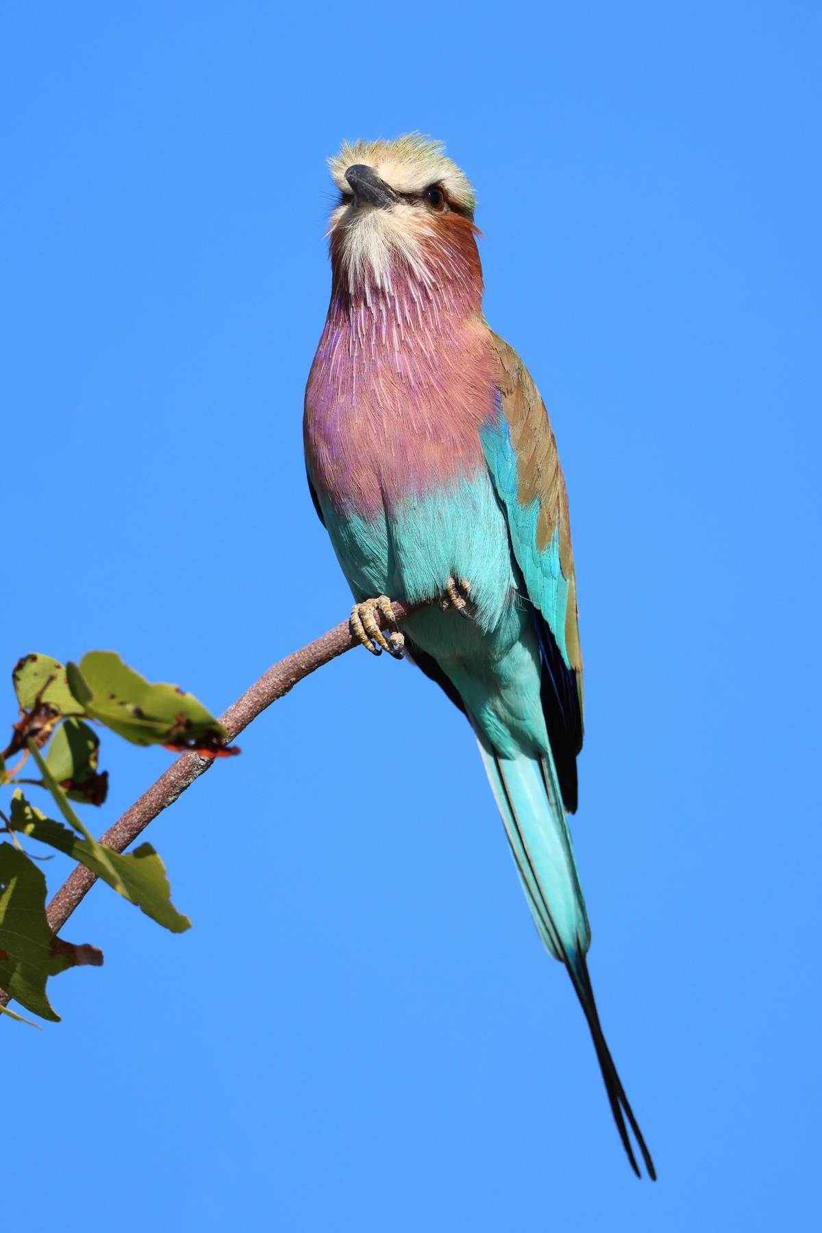 Etosha - Lilac-breasted roller (Coracias caudatus)