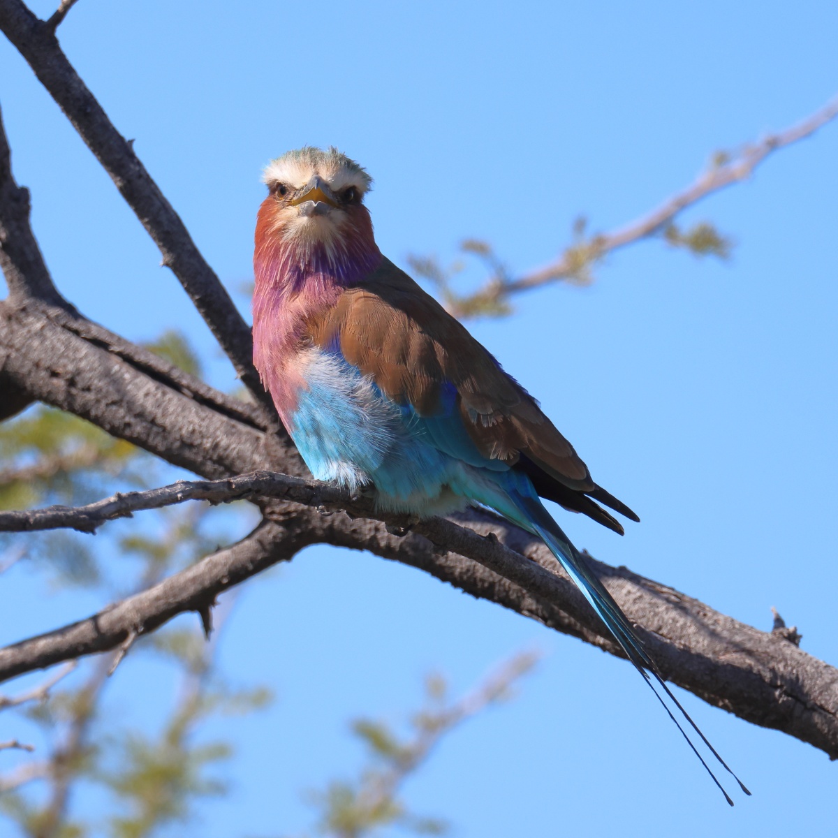 Etosha - Lilac-breasted roller (Coracias caudatus)