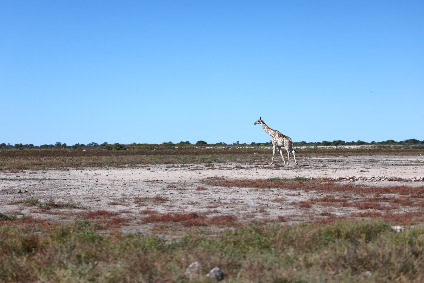 Etosha - Southern giraffe (Giraffa giraffa)