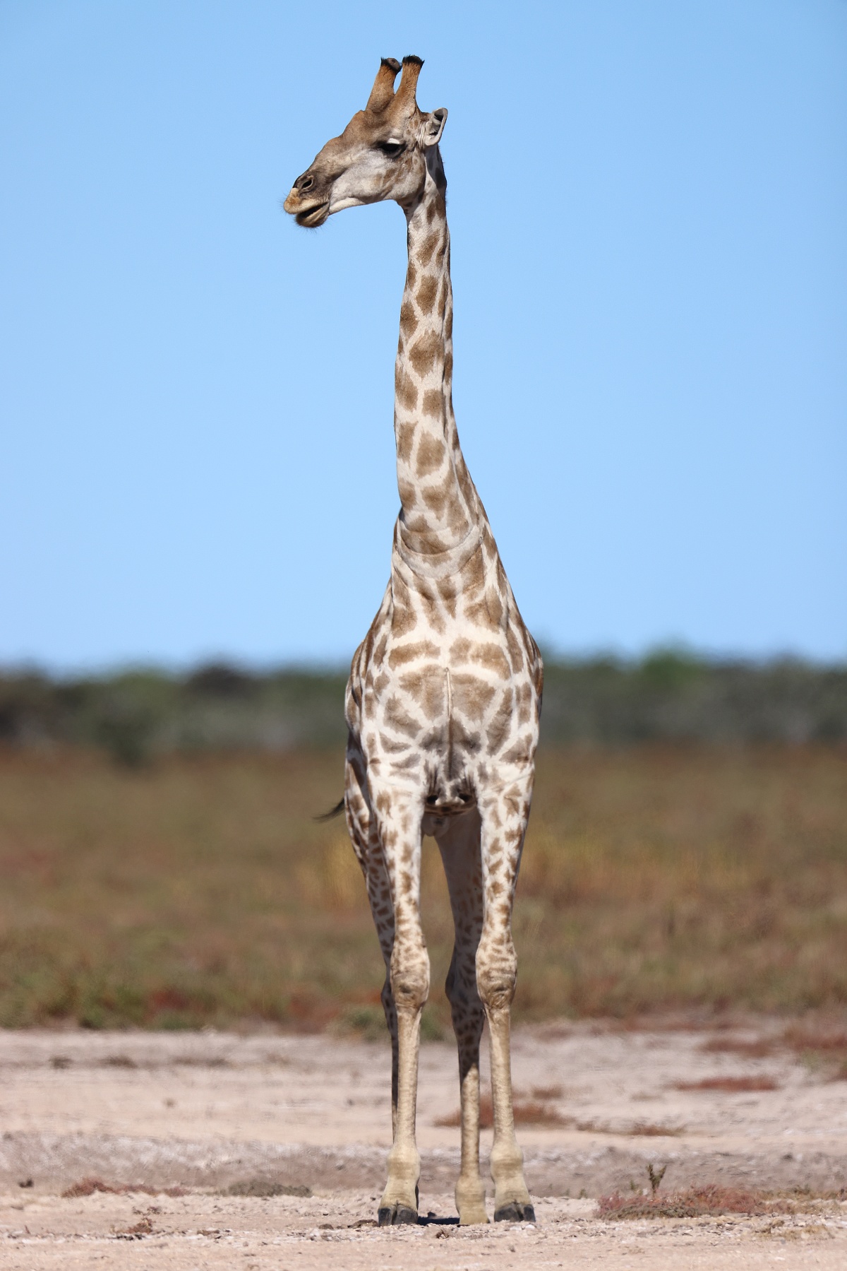 Etosha - Southern giraffe (Giraffa giraffa)
