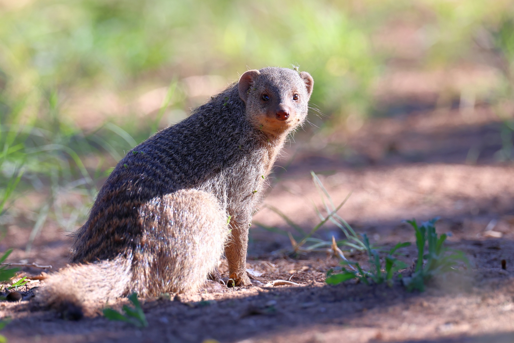 Etosha - Banded mongoose (Mungos mungo)