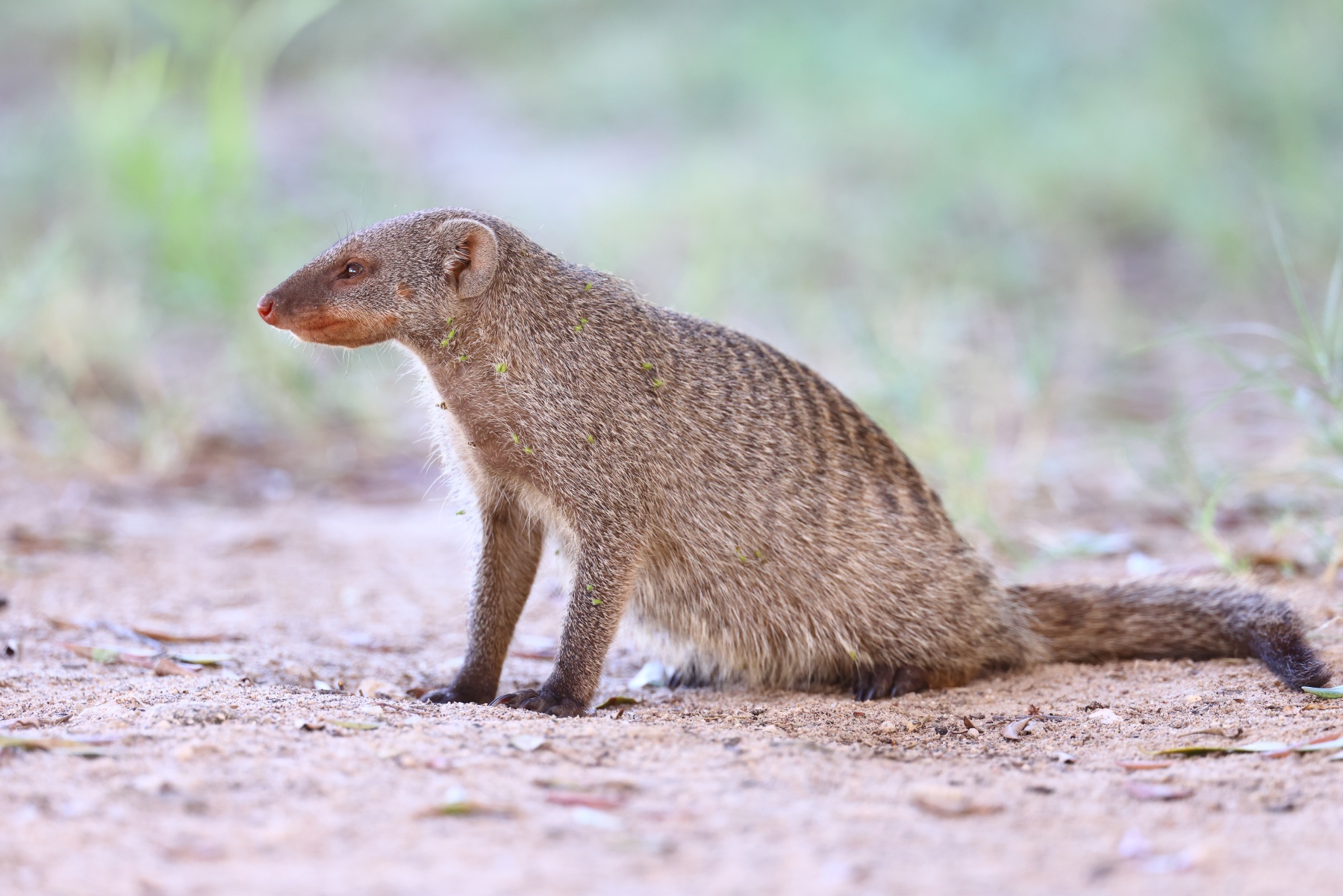 Etosha - Banded mongoose (Mungos mungo)