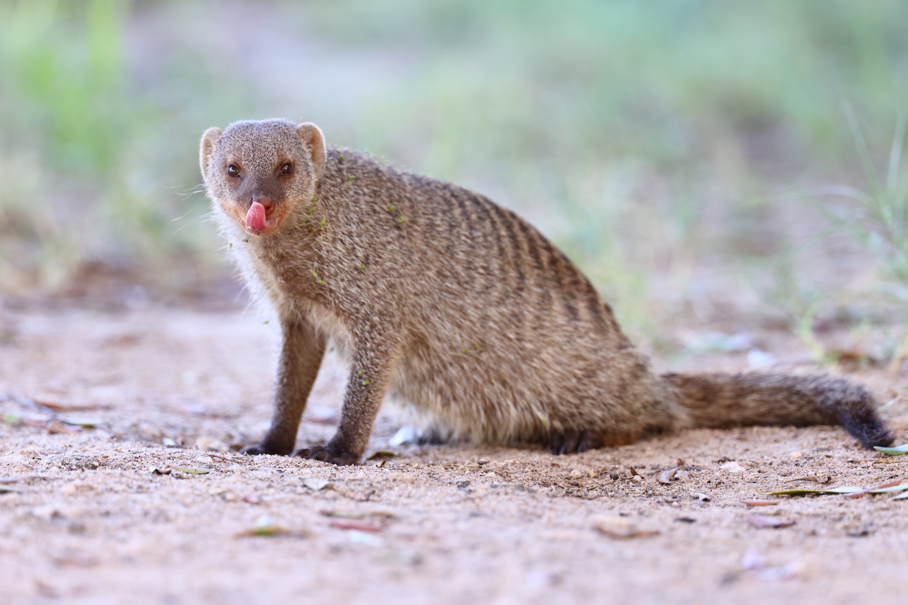 Etosha - Banded mongoose (Mungos mungo)