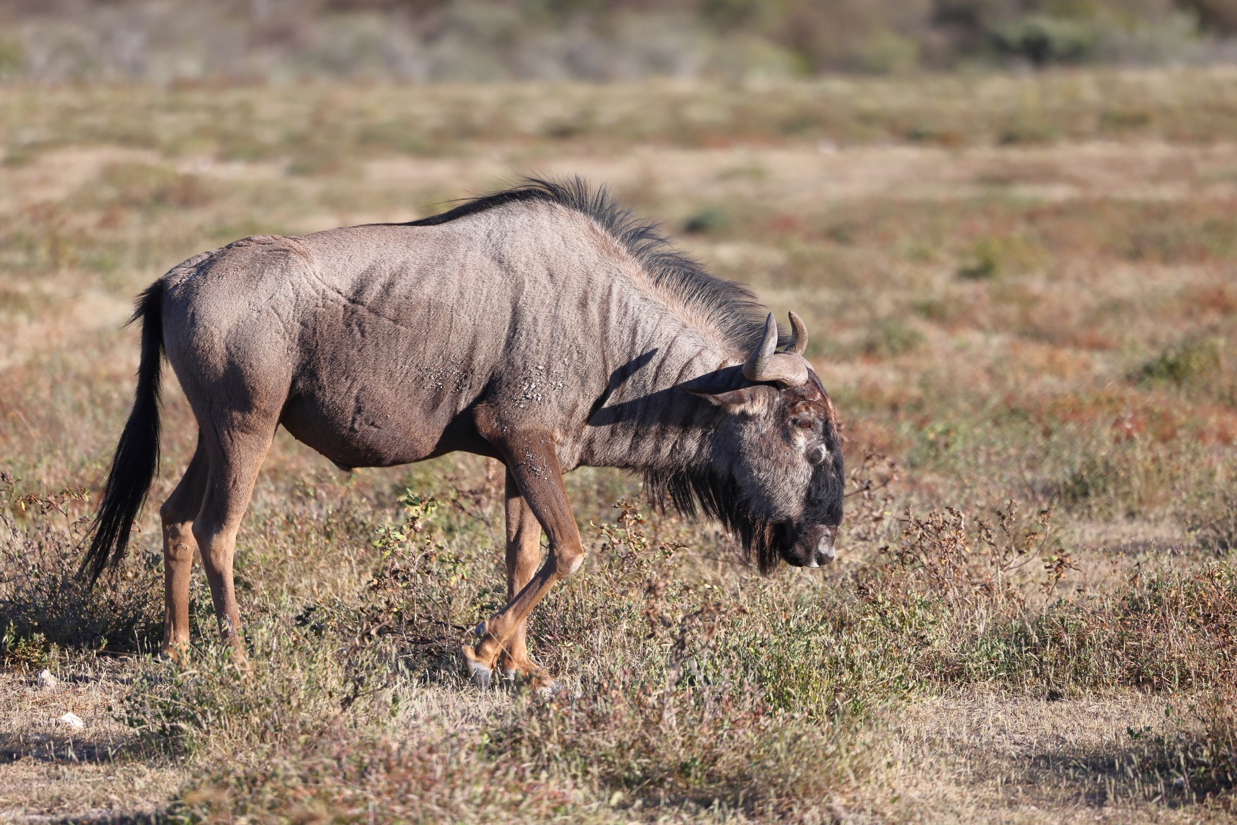 Etosha - Blue wildebeest (Connochaetes taurinus)