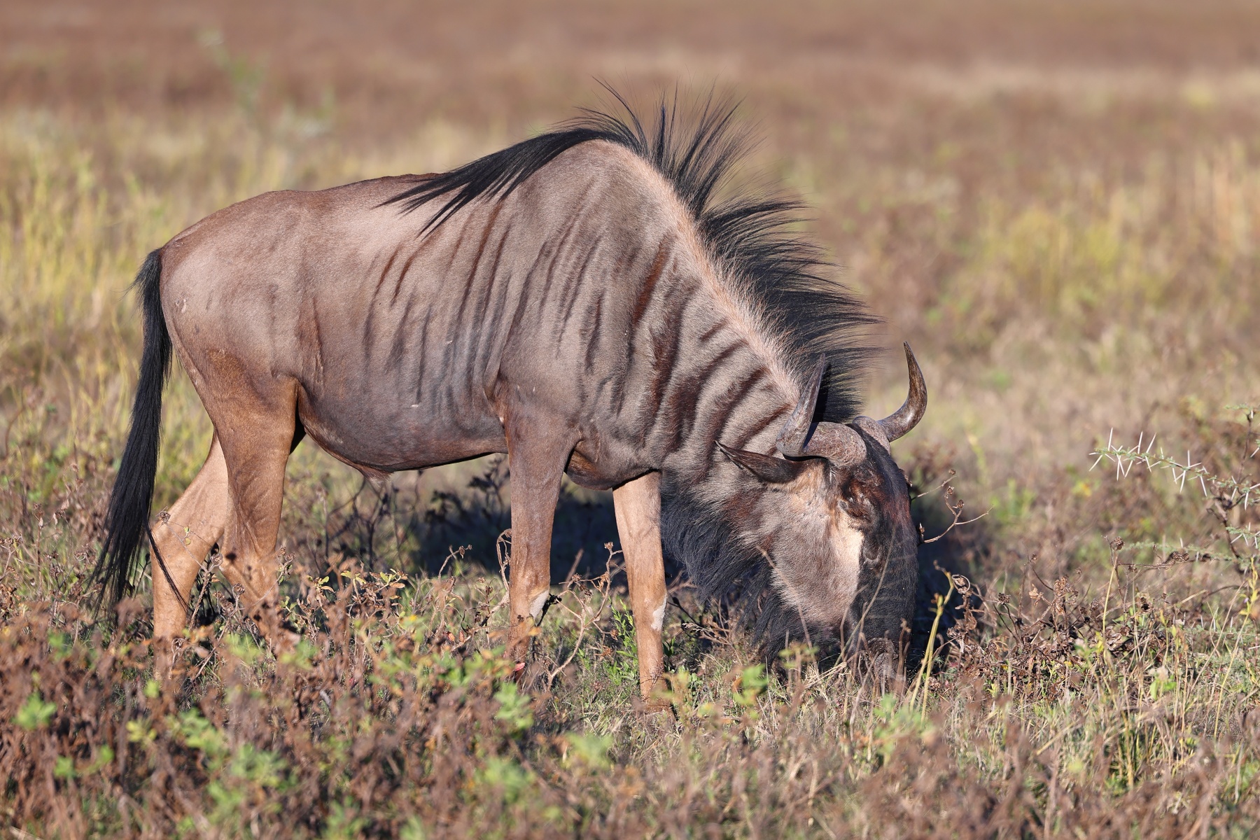 Etosha - Blue wildebeest (Connochaetes taurinus)