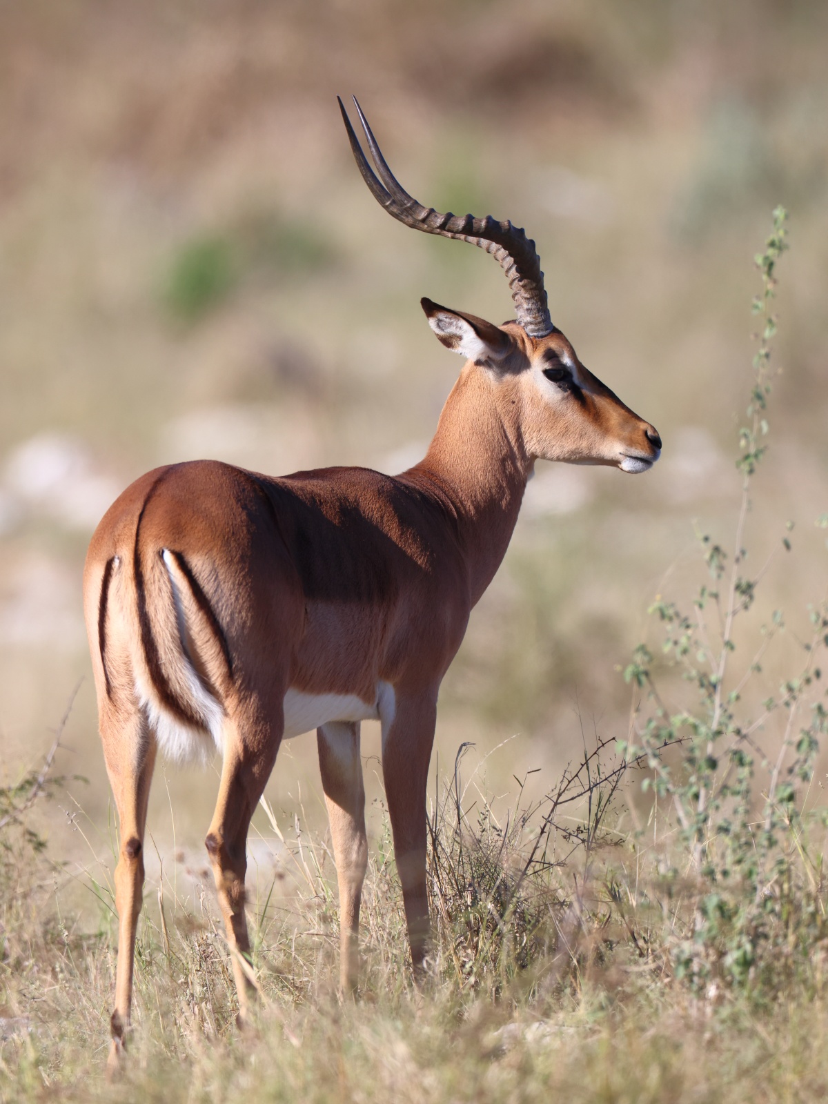 Etosha - Impala (Aepyceros melampus)