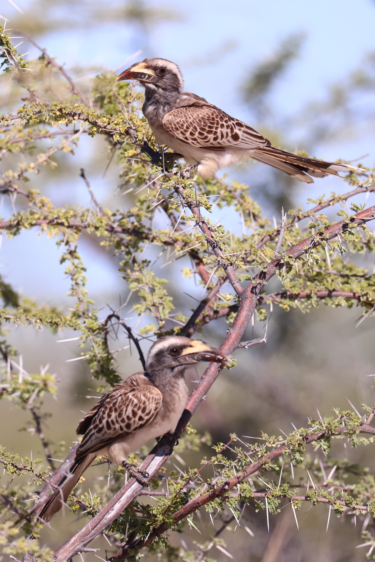 Etosha - African grey hornbill (Lophoceros nasutus)