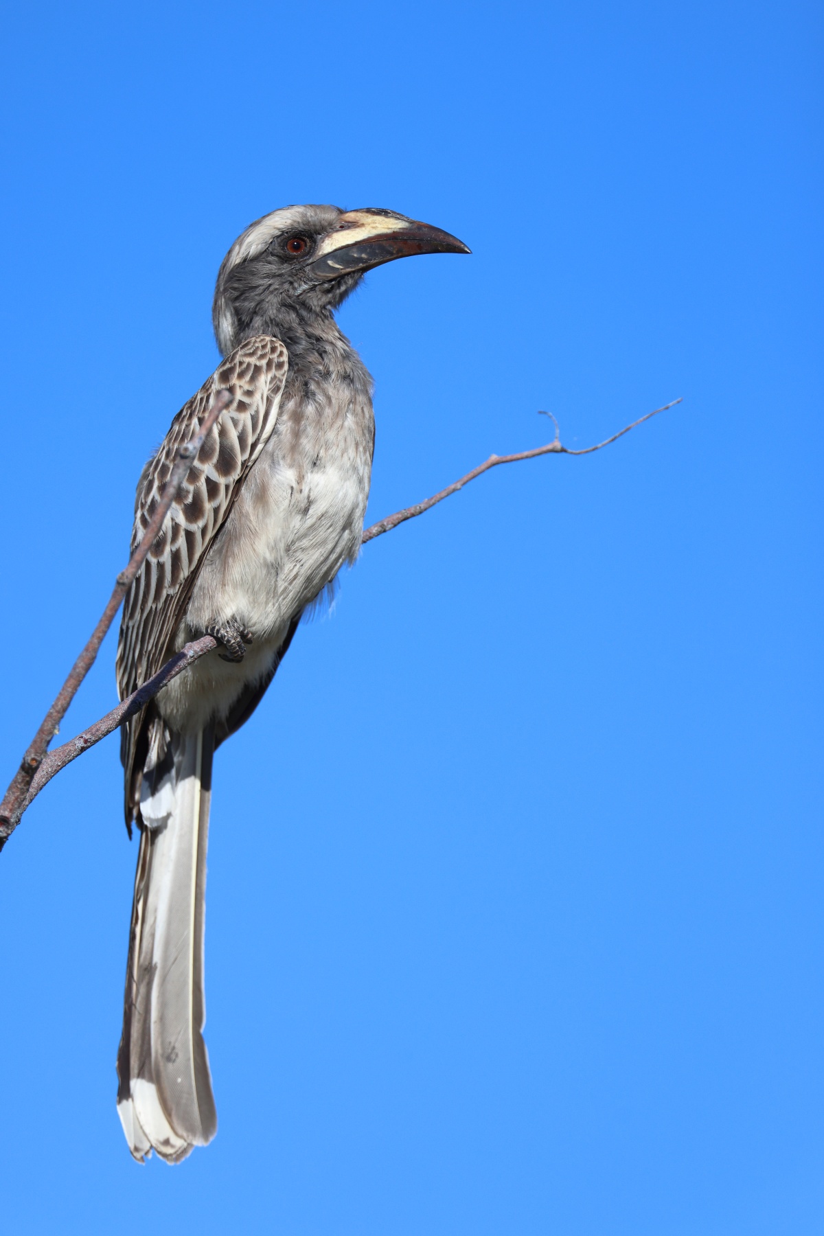 Etosha - African grey hornbill (Lophoceros nasutus)