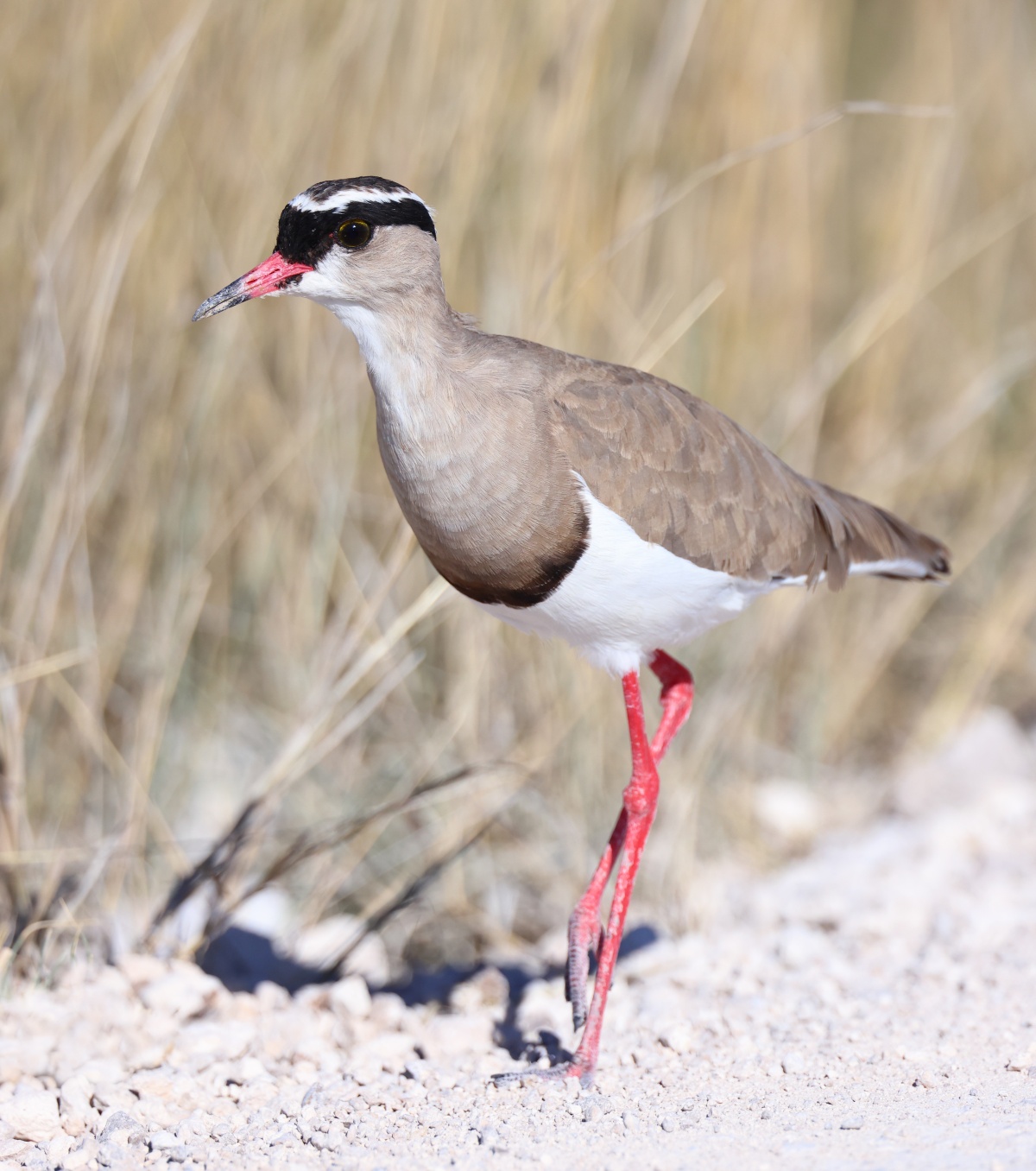 Etosha - Crowned lapwing (Vanellus coronatus)