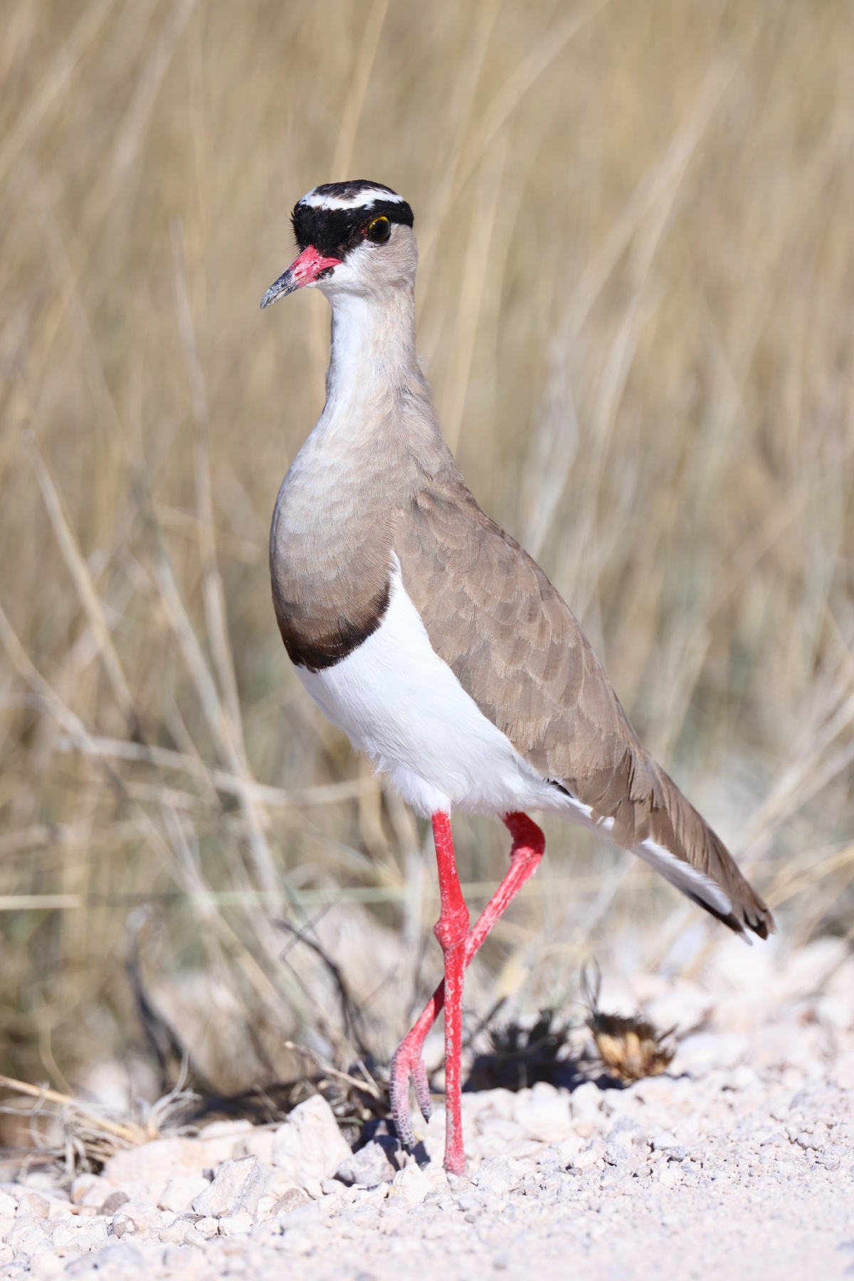 Etosha - Crowned lapwing (Vanellus coronatus)