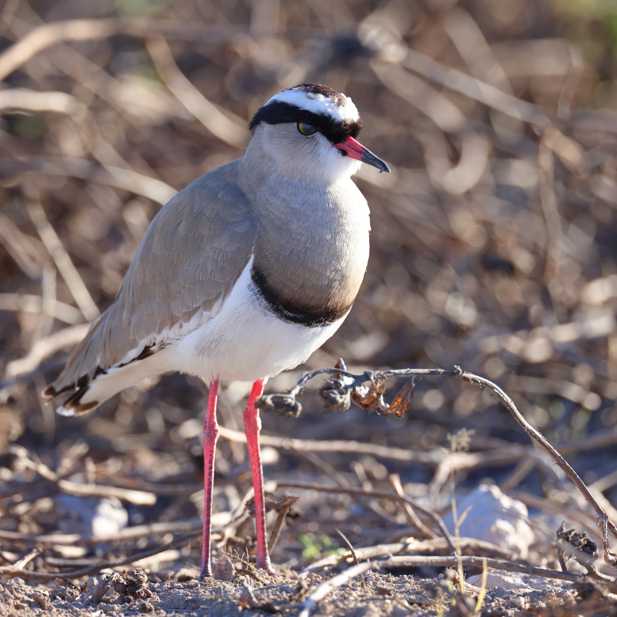 Etosha - Crowned lapwing (Vanellus coronatus)