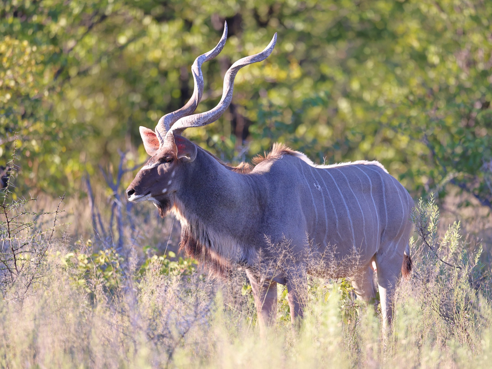 Etosha - Greater kudu (Tragelaphus strepsiceros)