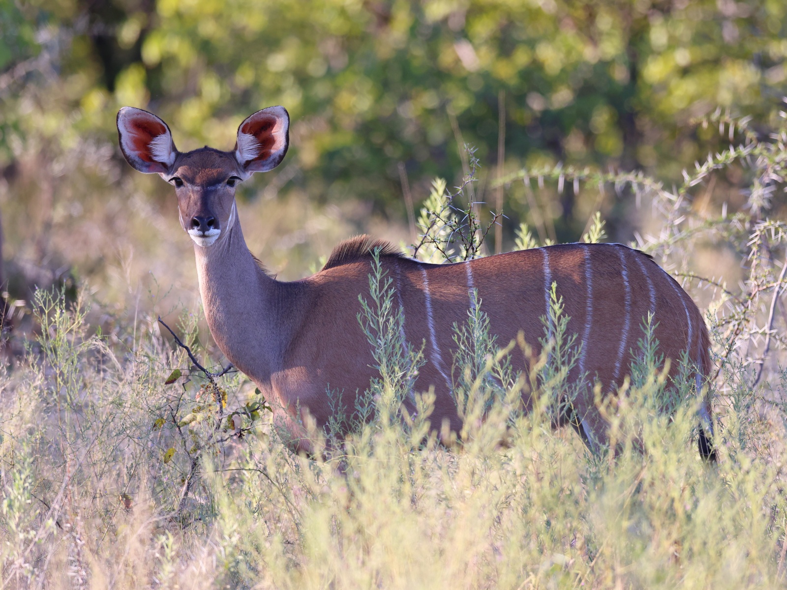 Etosha - Greater kudu (Tragelaphus strepsiceros)