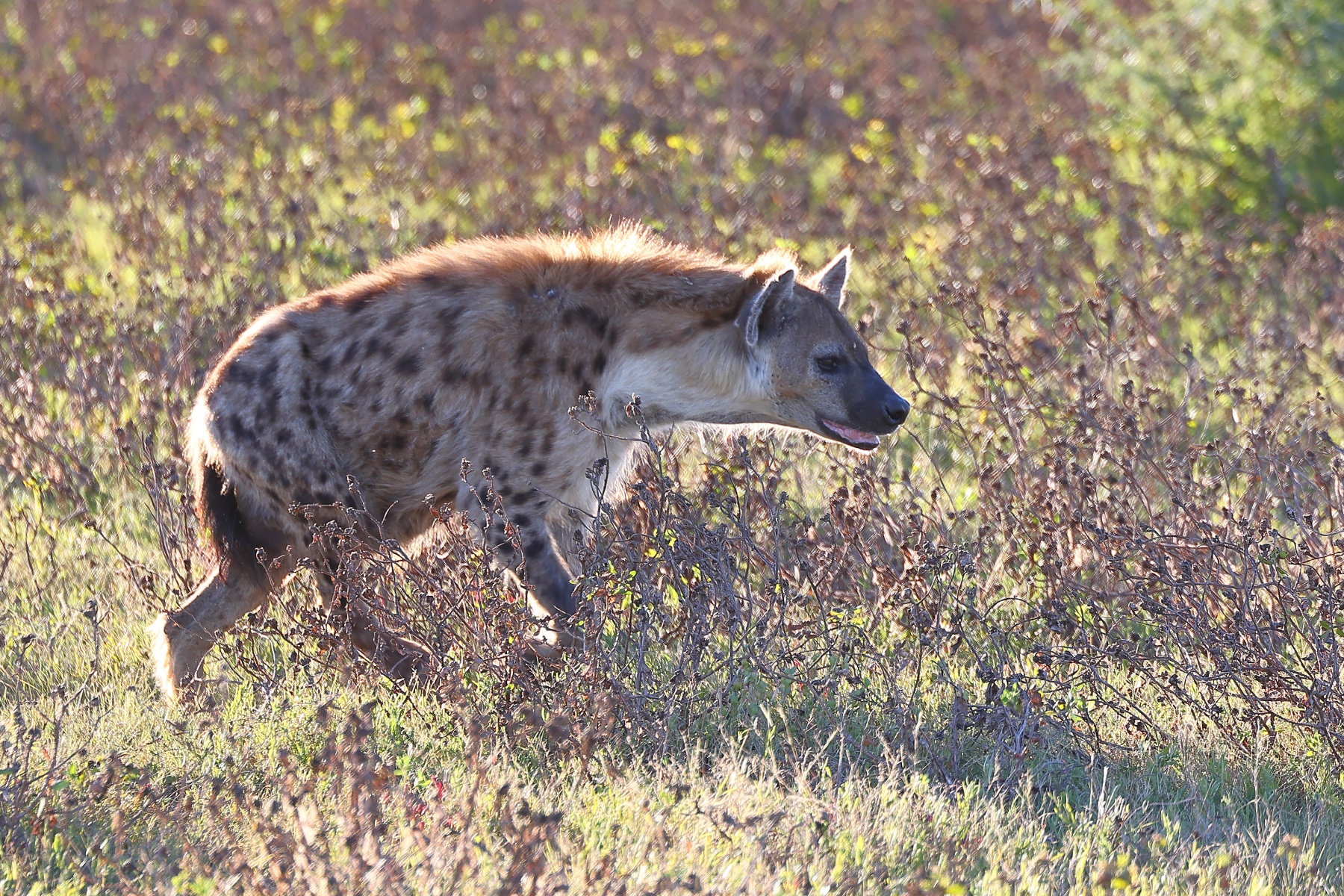 Etosha - Spotted hyena (Crocuta crocuta)