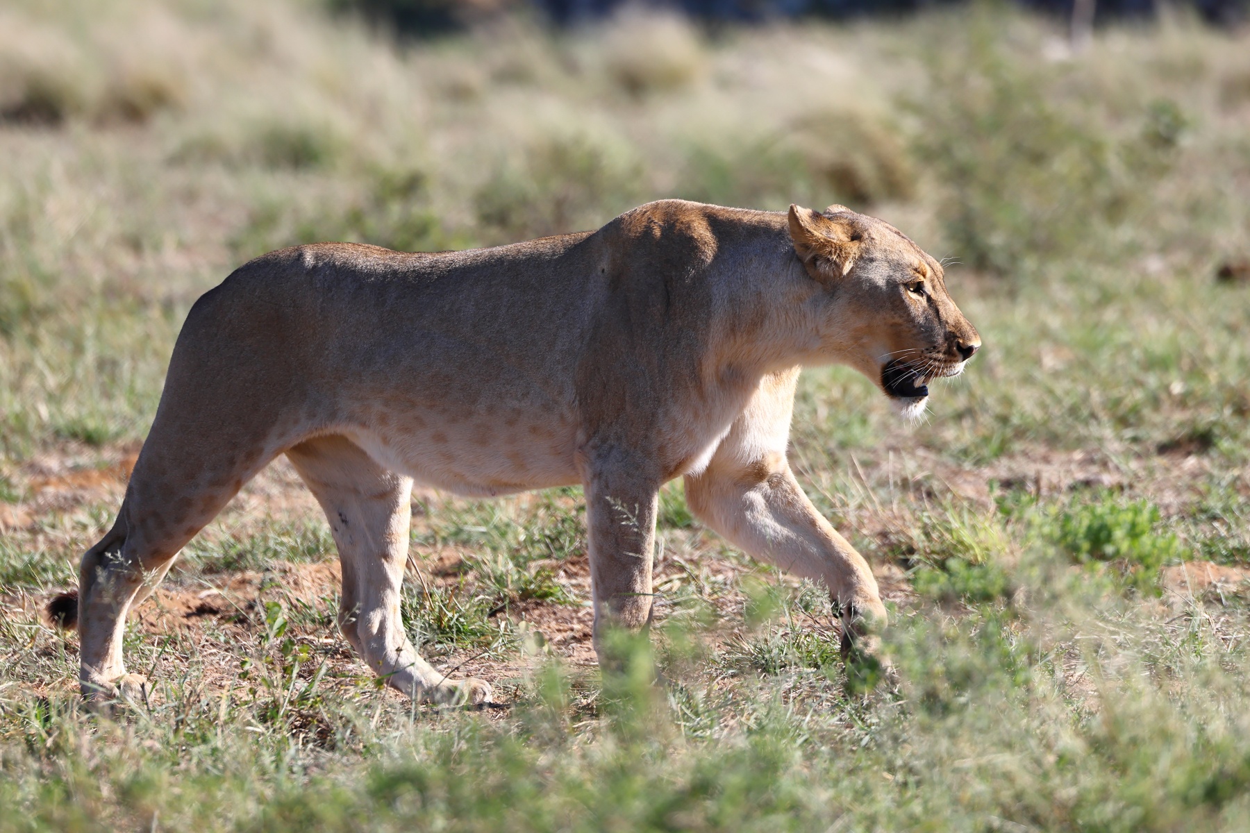 Etosha - Tsumcor waterhole - Lioness (Panthera leo)