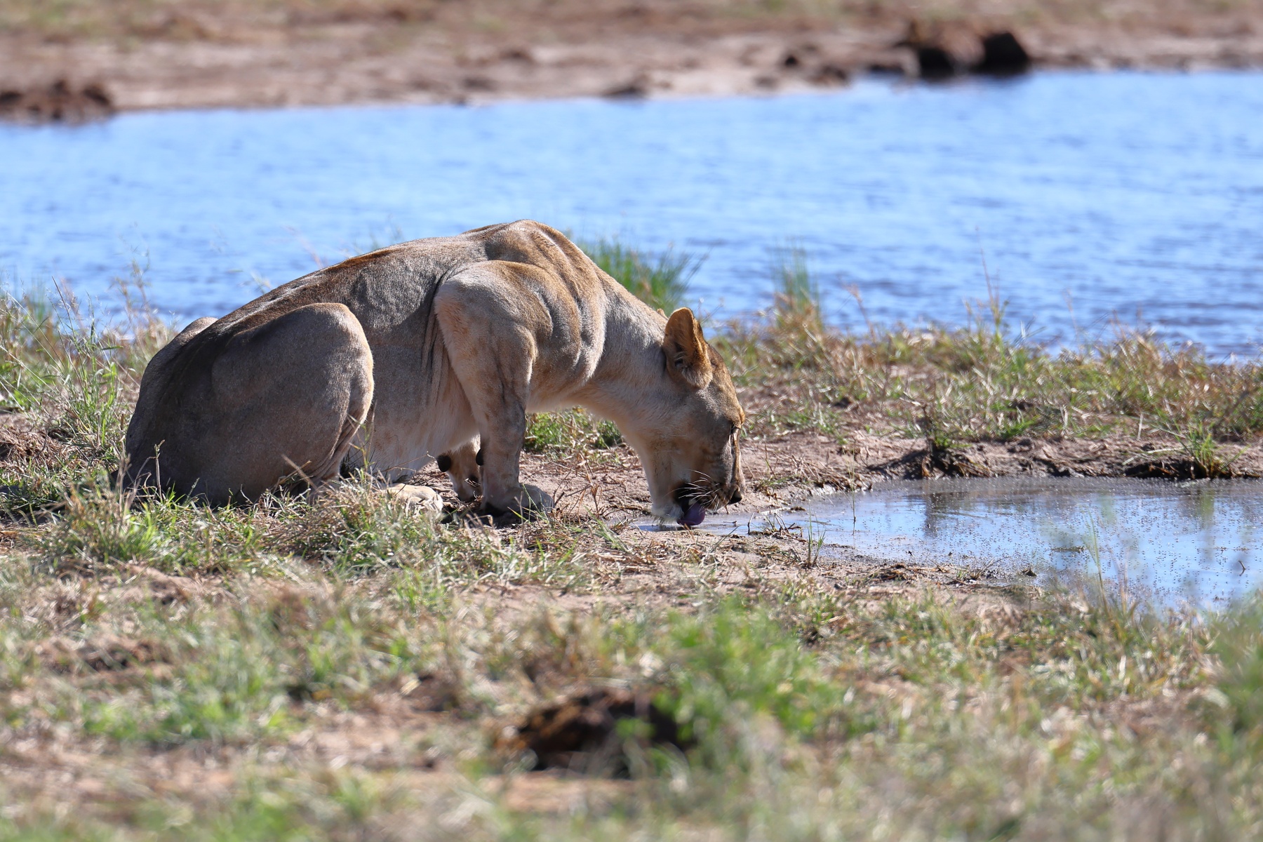 Etosha - Tsumcor waterhole - Lioness (Panthera leo)