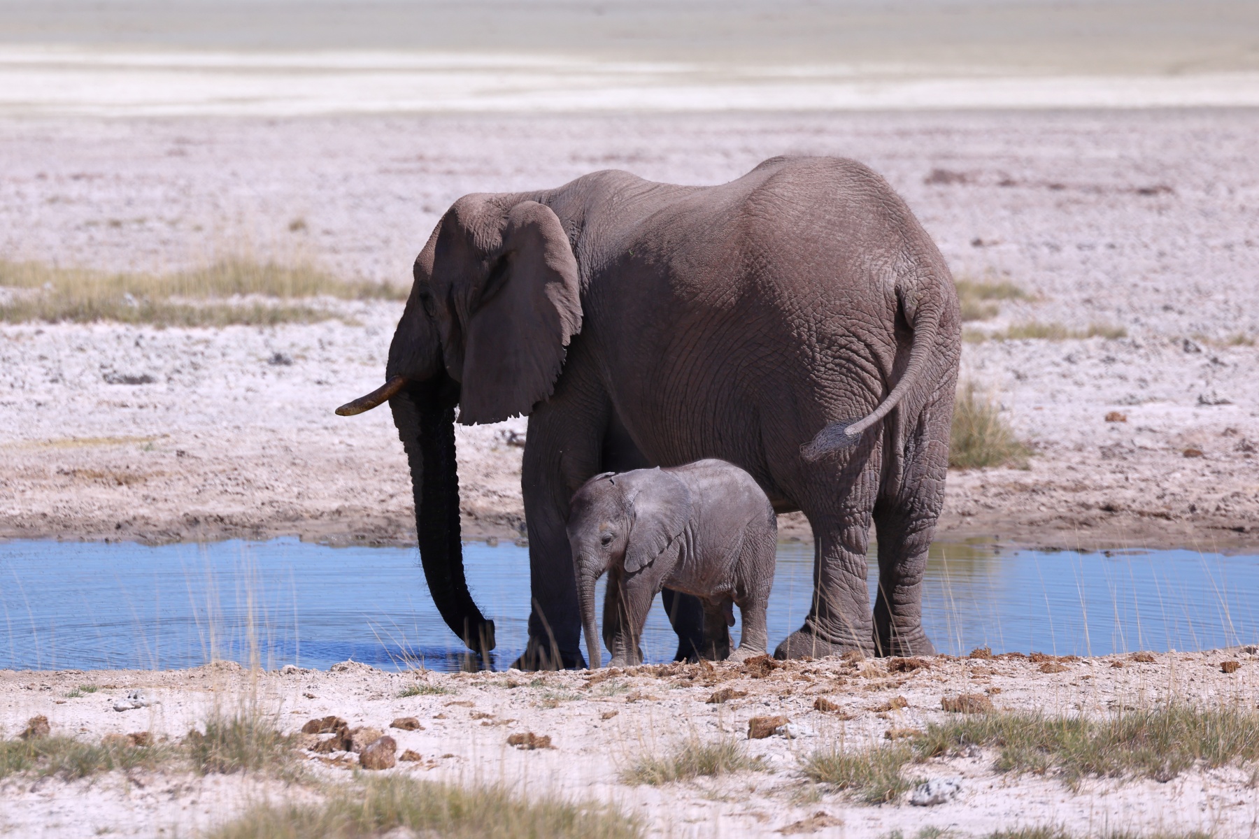 Etosha - African bush elephant (Loxodonta africana)