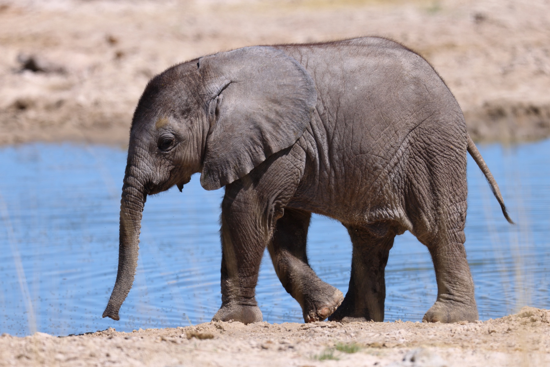 Etosha - African bush elephant (Loxodonta africana)