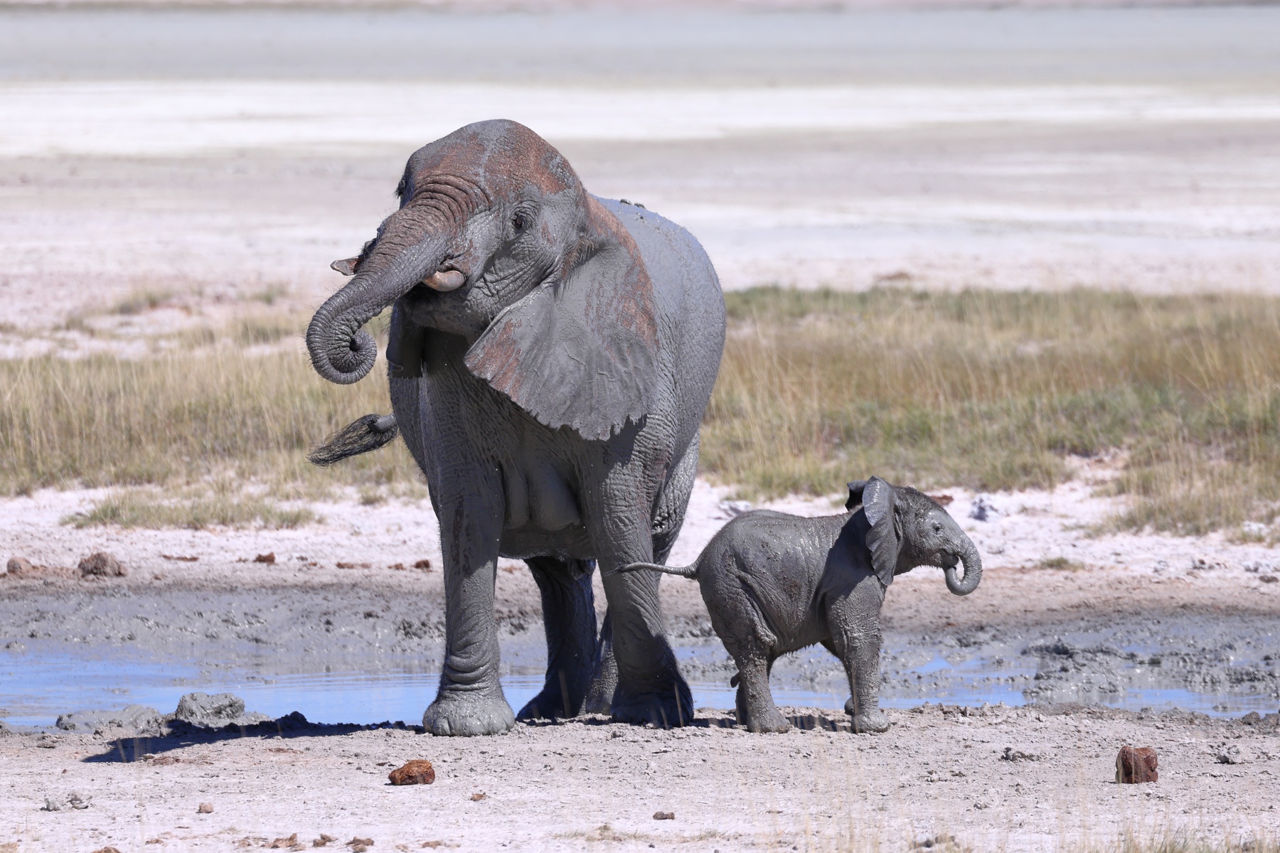 Etosha - African bush elephant (Loxodonta africana)