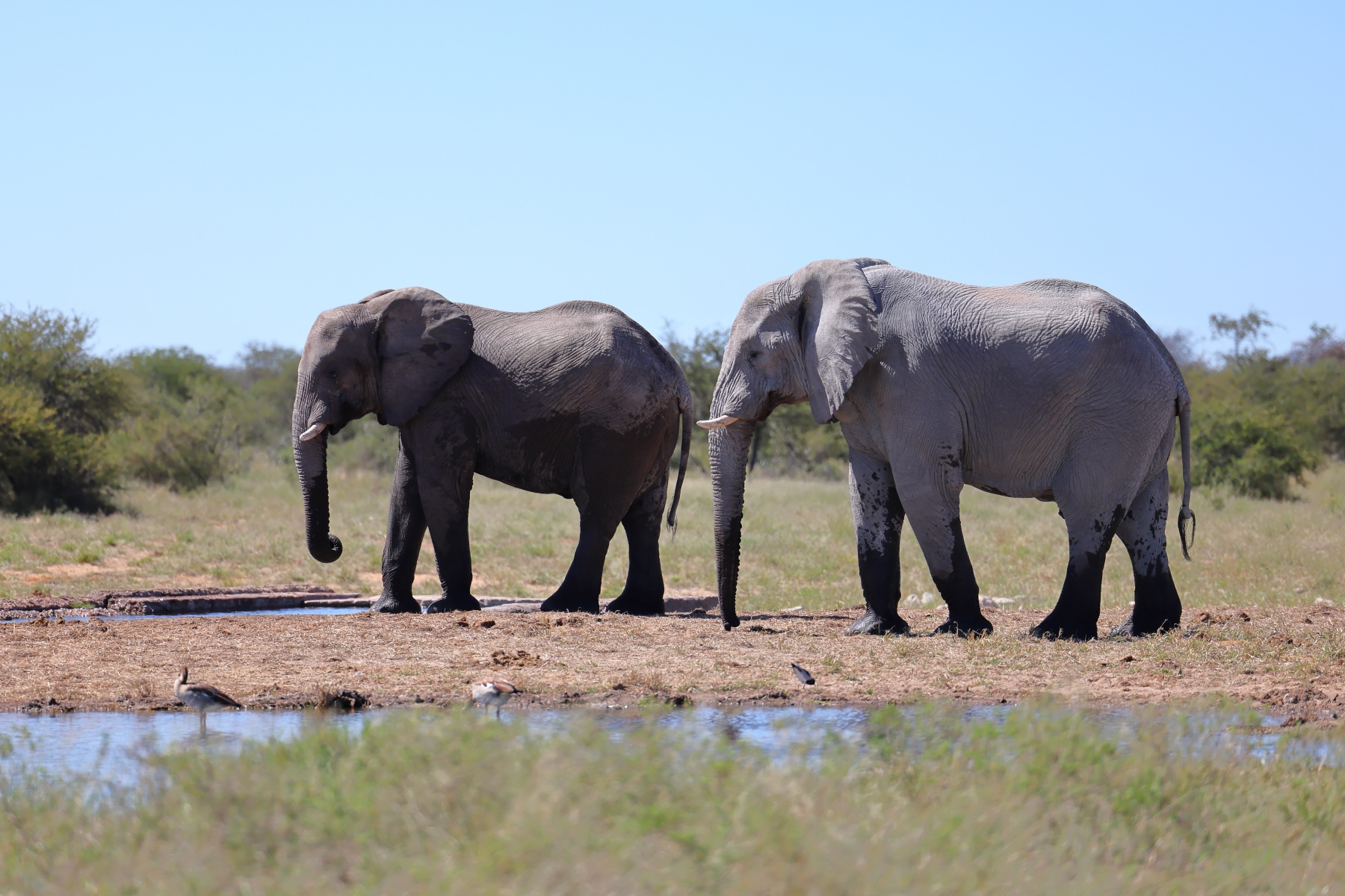 Etosha - African bush elephant (Loxodonta africana)