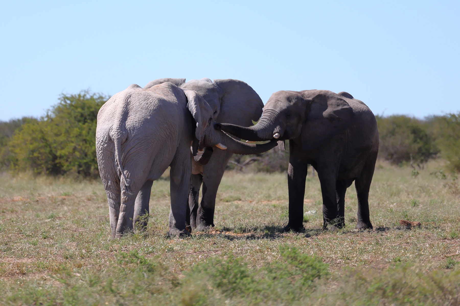 Etosha - African bush elephant (Loxodonta africana)