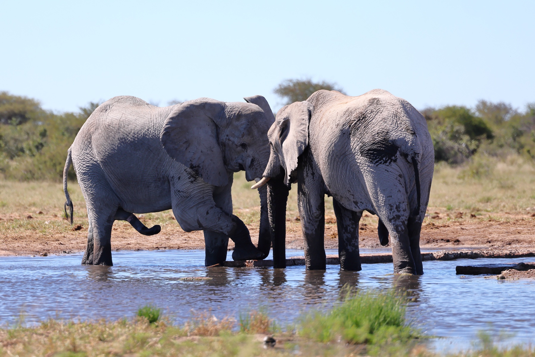 Etosha - African bush elephant (Loxodonta africana)