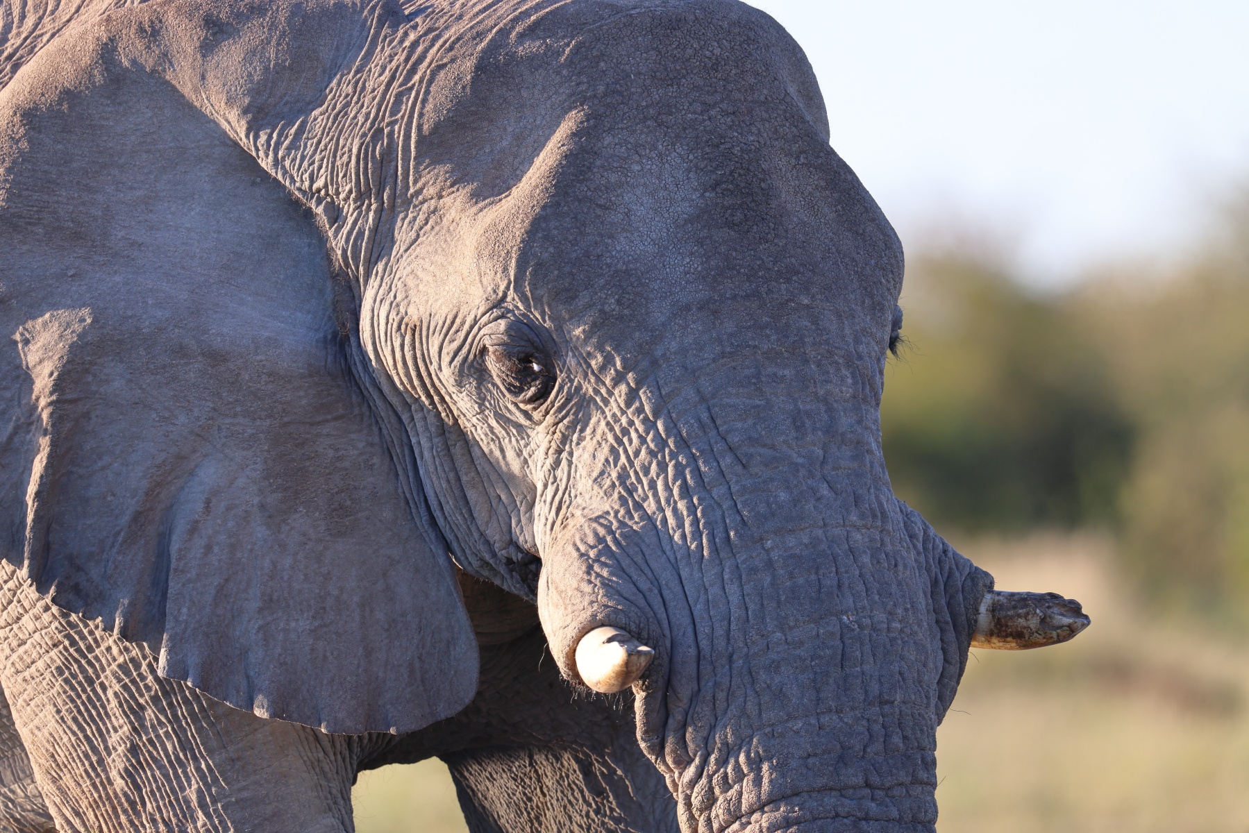 Etosha - African bush elephant (Loxodonta africana)