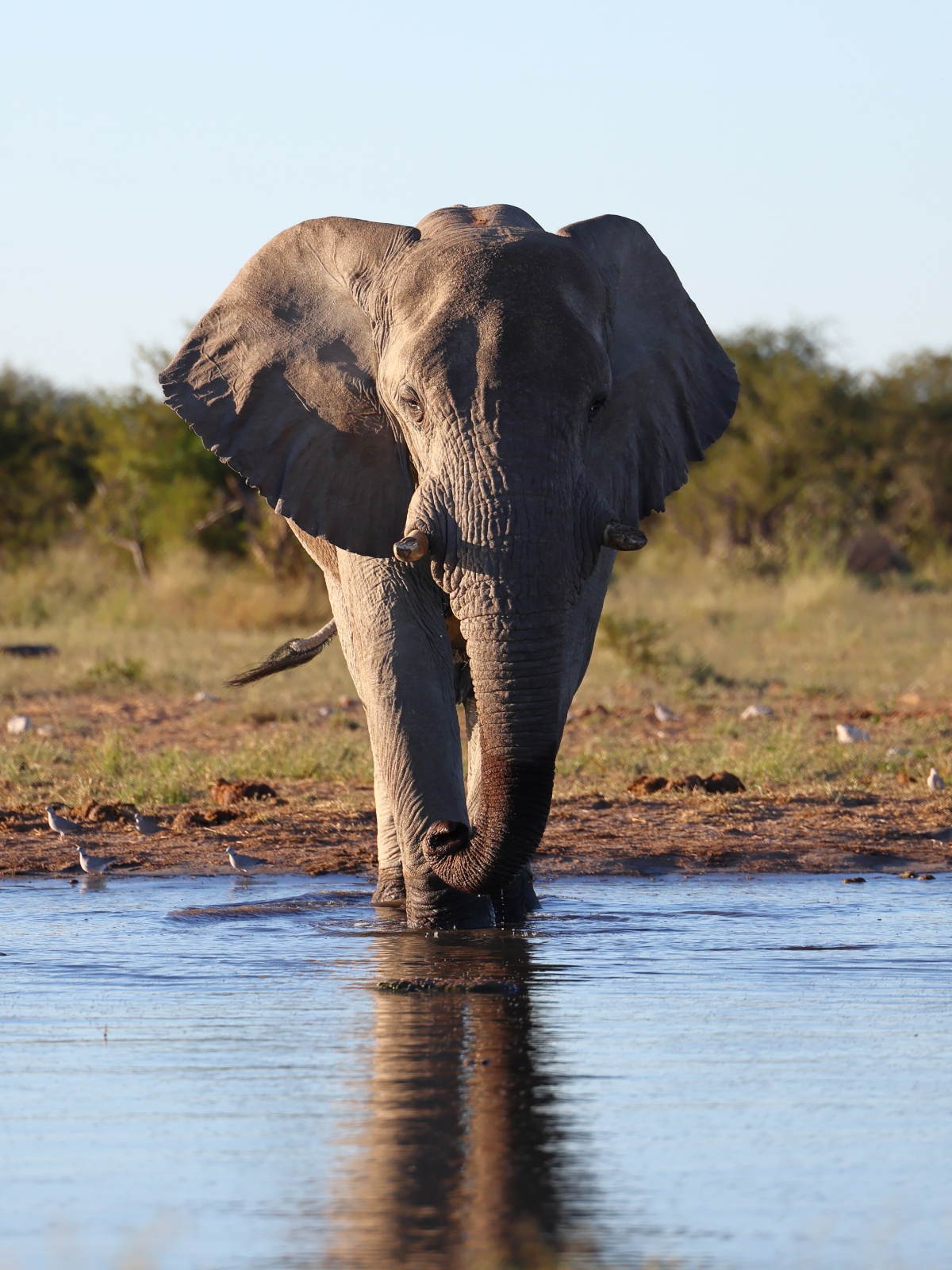 Etosha - African bush elephant (Loxodonta africana)