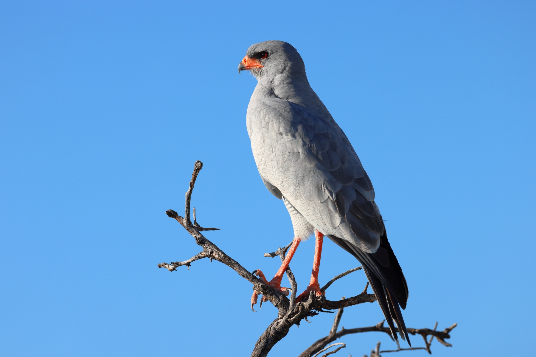 Etosha - Pale chanting goshawk (Melierax canorus)