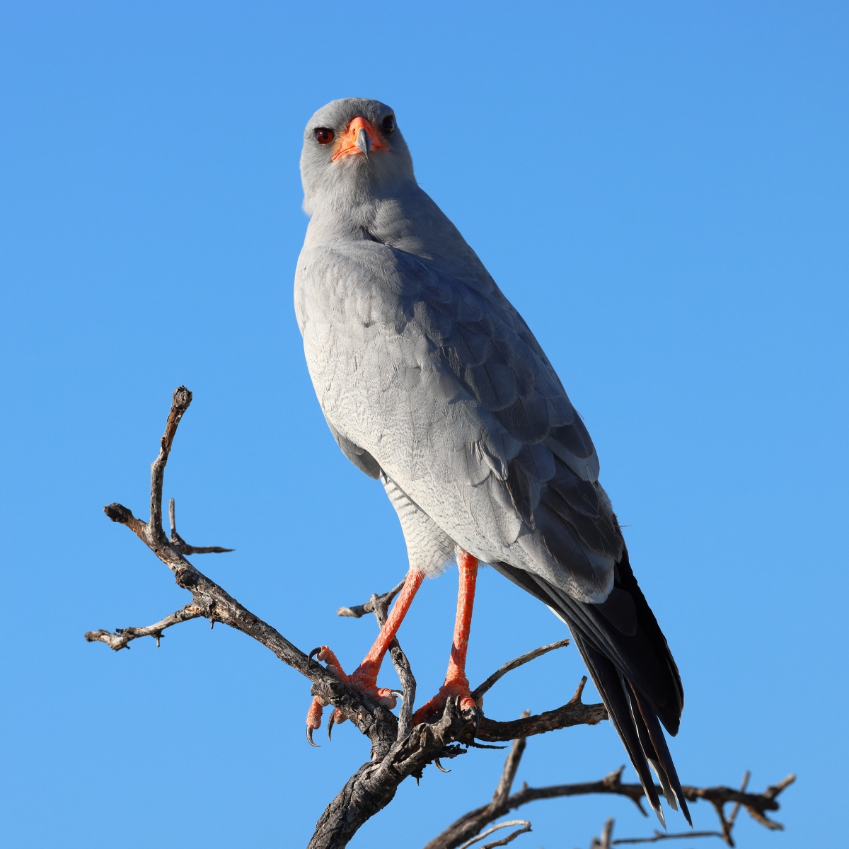 Etosha - Pale chanting goshawk (Melierax canorus)