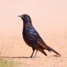 Solitaire - Pale-winged starling (Onychognathus nabouroup)